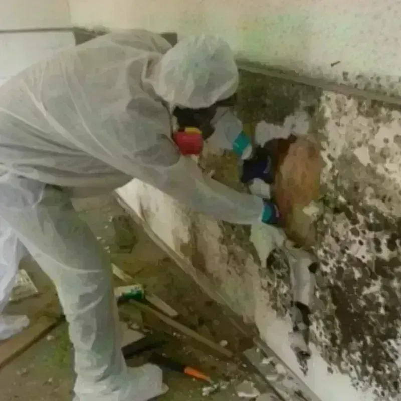 Mold Remediation and Removal in Somerset, WI